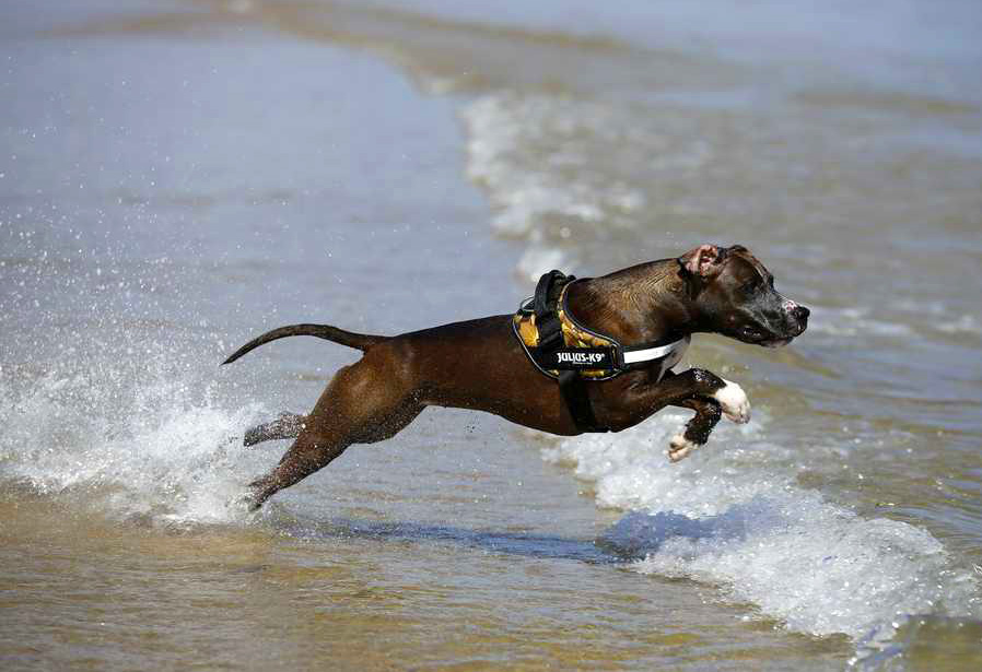 cane--in-acqua-alla-spiaggia-di-duke