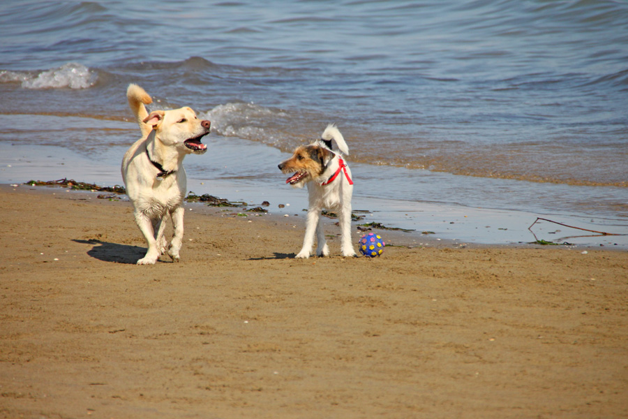 cani-alla-spiaggia-di-duke